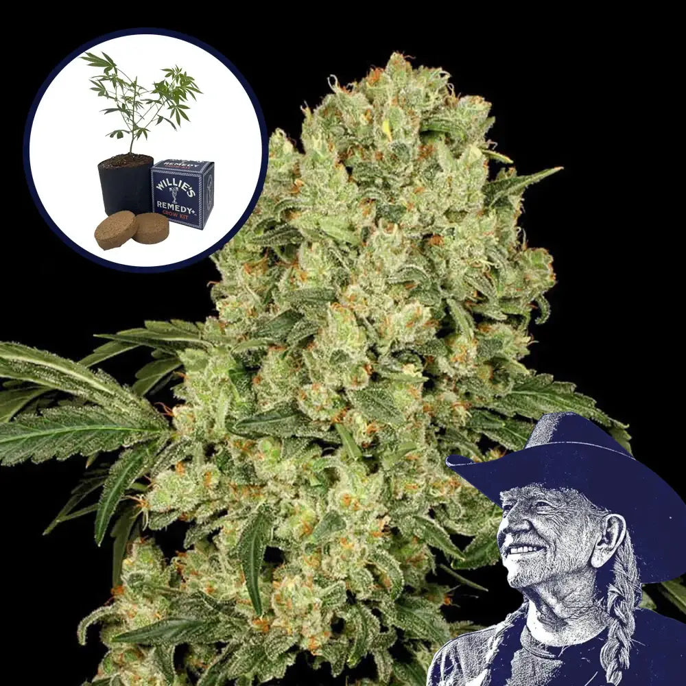 AK 47 Grow Kit