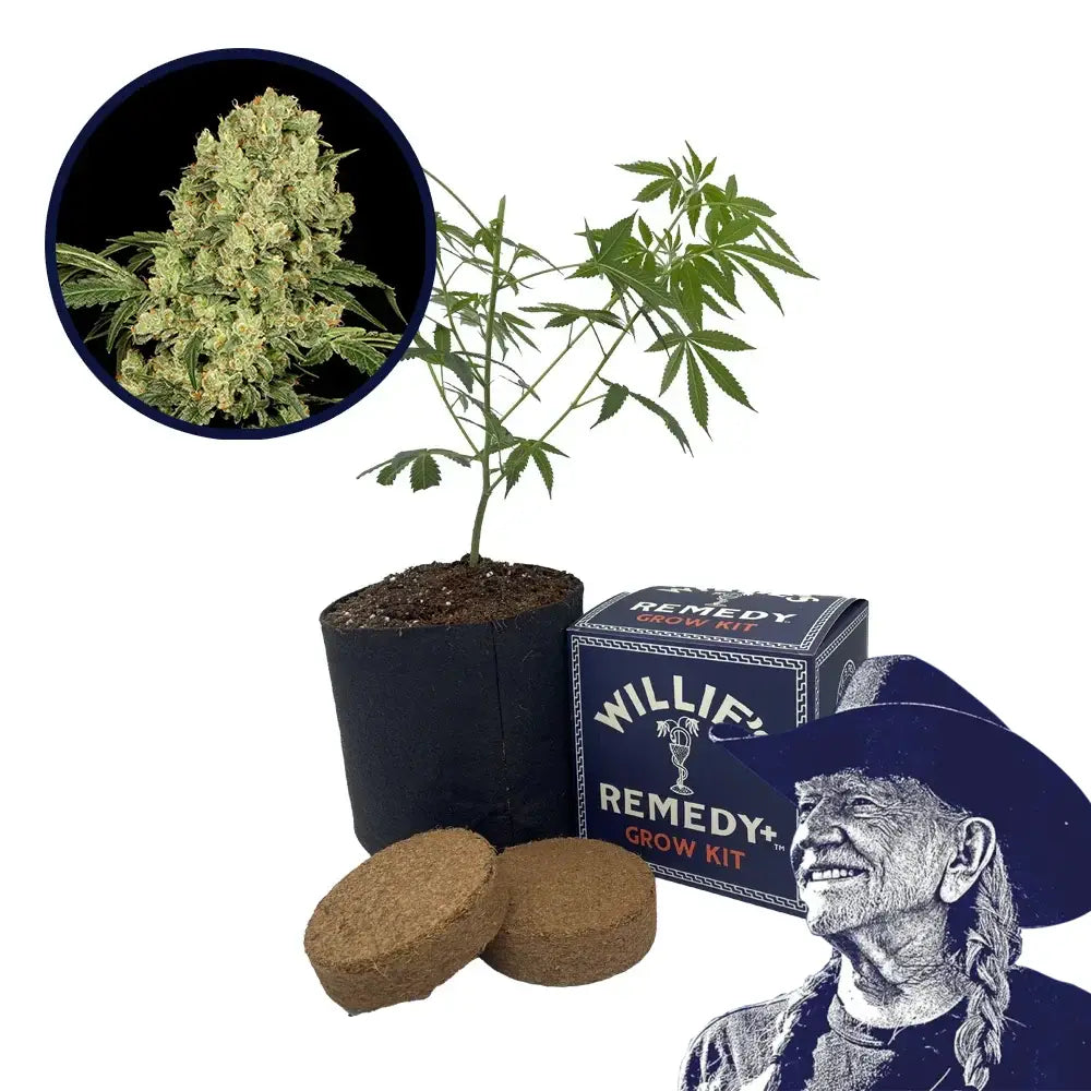 AK 47 Strain Grow Kit