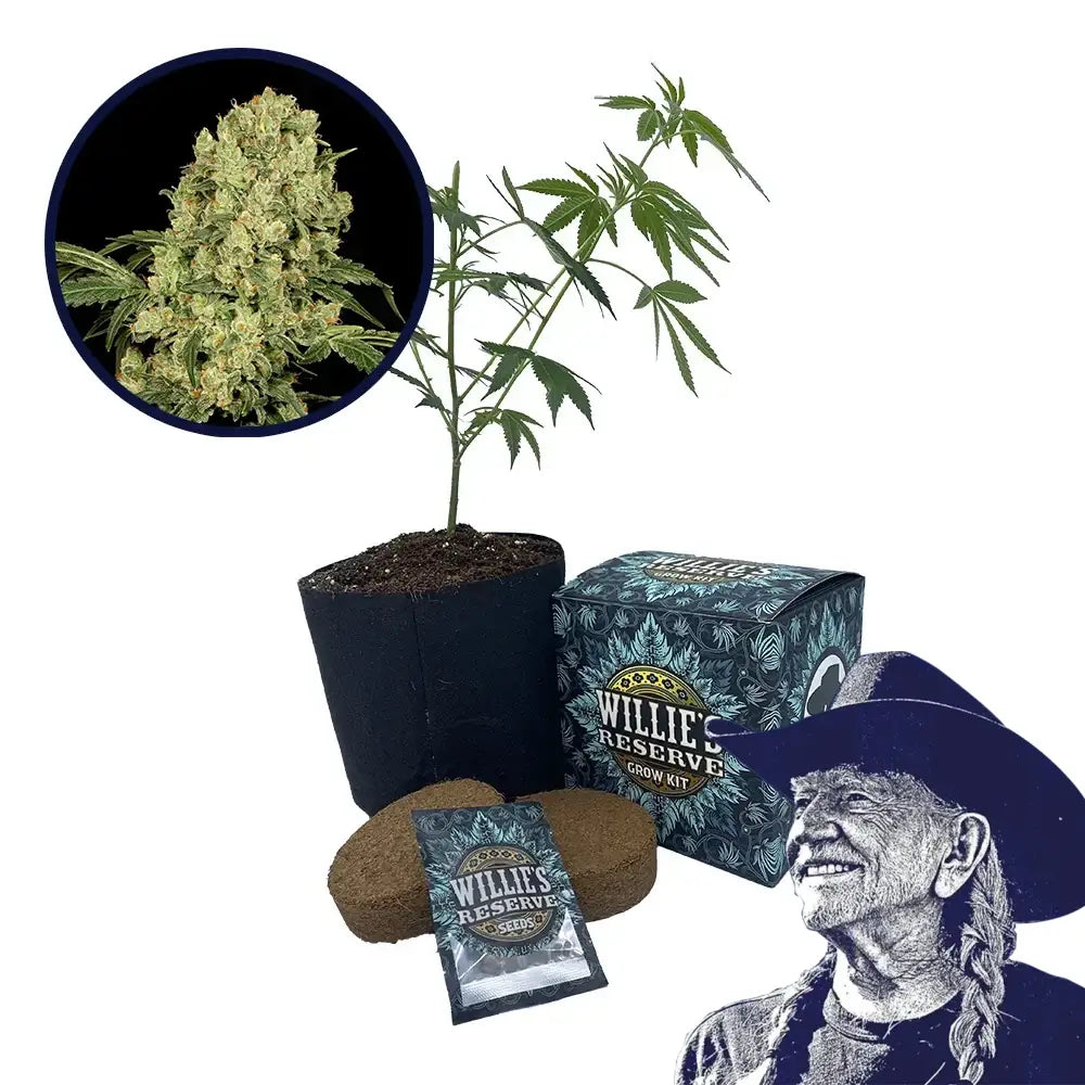 AK 47 Strain High Yield Grow Kit