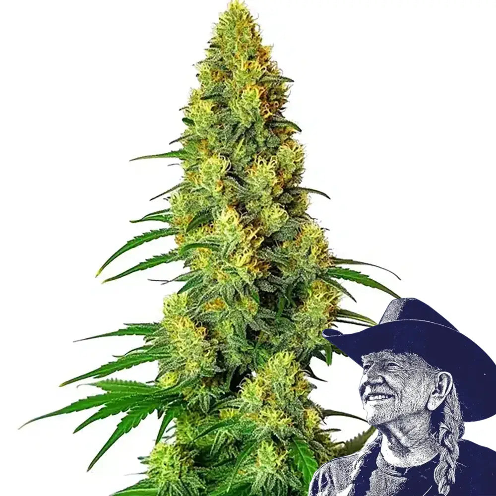 AK-48 Auto