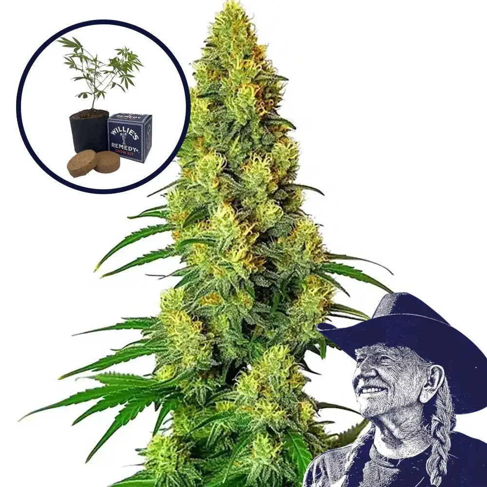 AK-48 Grow Kit