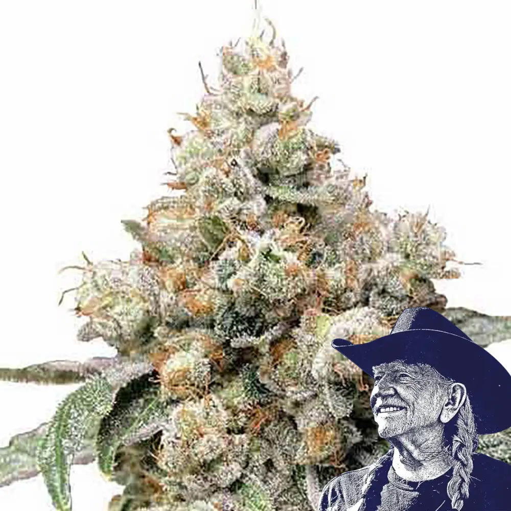 Alien OG Auto