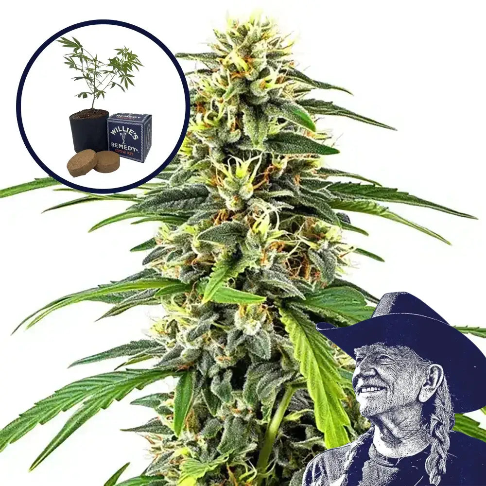 Amnesia Grow Kit