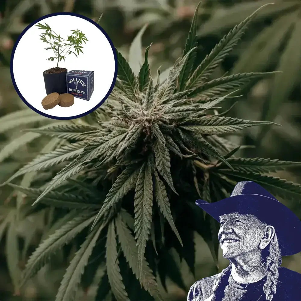 Amnesia Haze Grow Kit