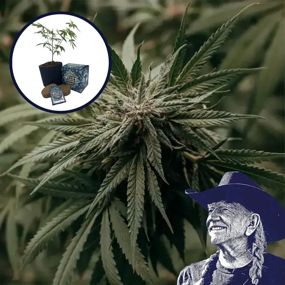 Amnesia Haze High Yield Grow Kit