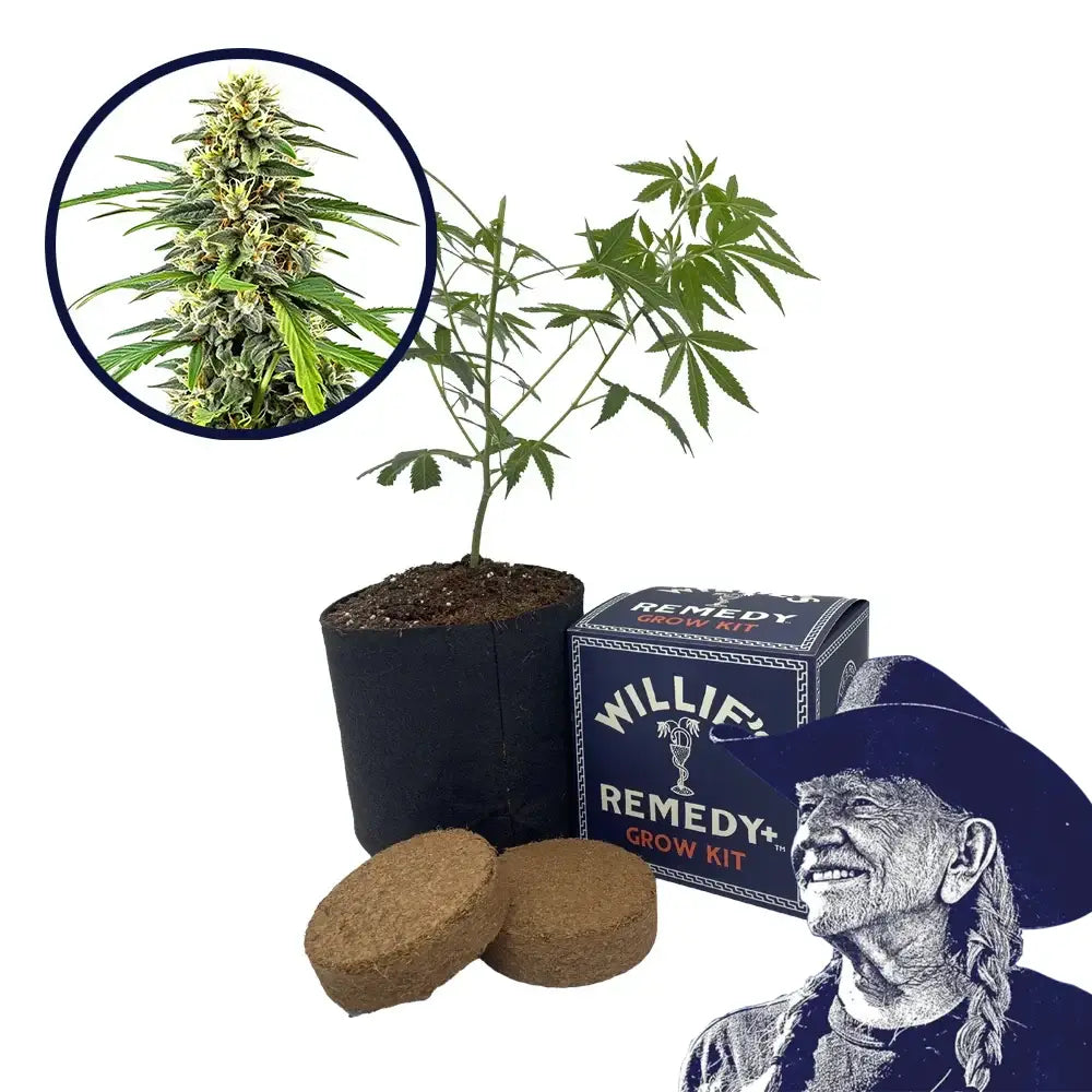 Amnesia Haze Strain Grow Kit