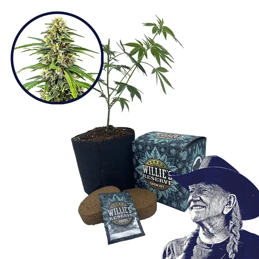 Amnesia Haze Strain High Yield Grow Kit