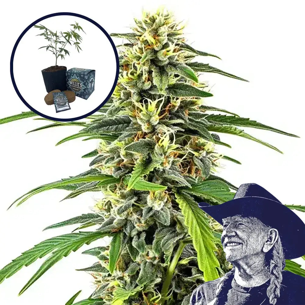 Amnesia High Yield Grow Kit