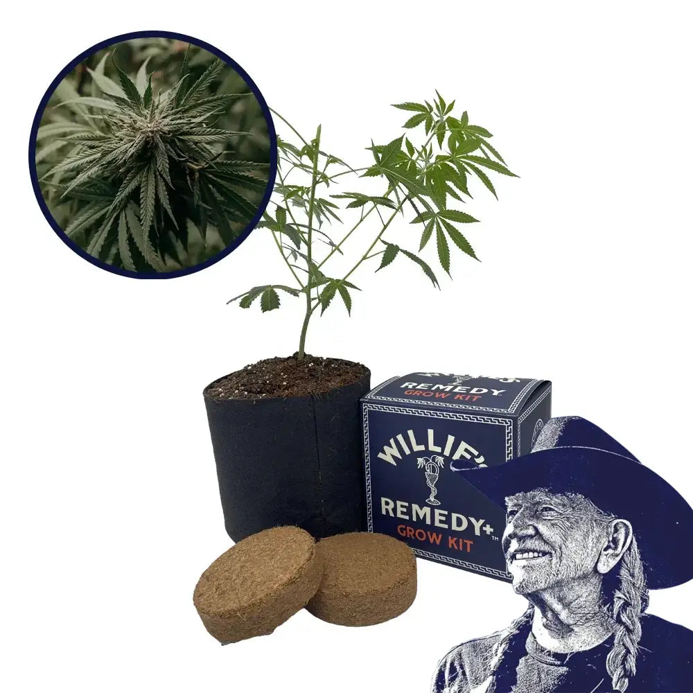 Amnesia Strain Grow Kit