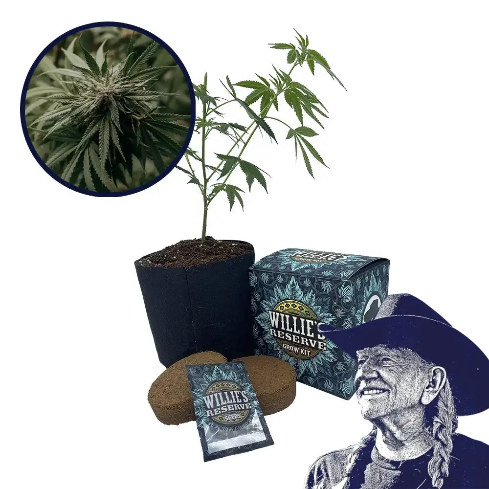 Amnesia Strain High Yield Grow Kit