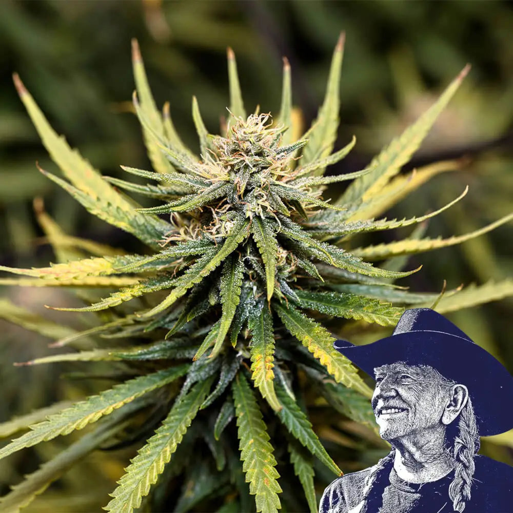 Animal Cookies