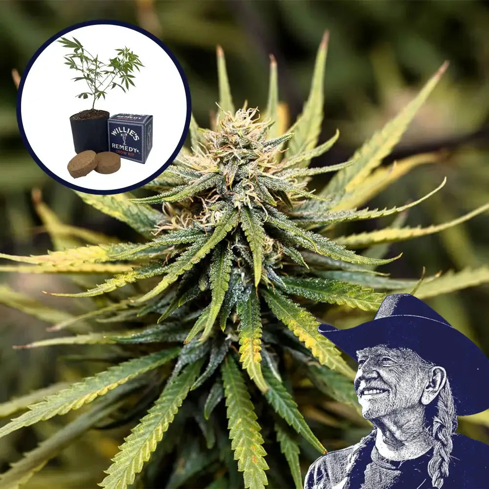 Animal Cookies Grow Kit