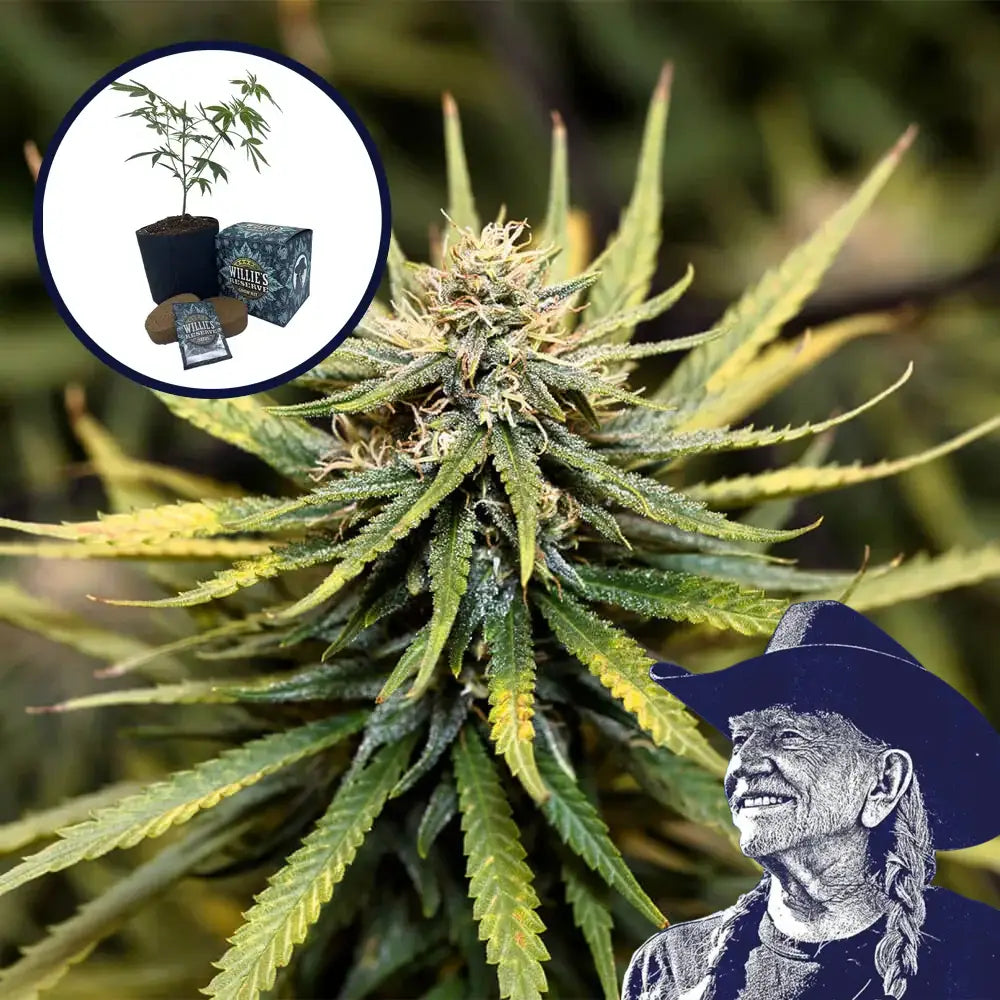 Animal Cookies High Yield Grow Kit