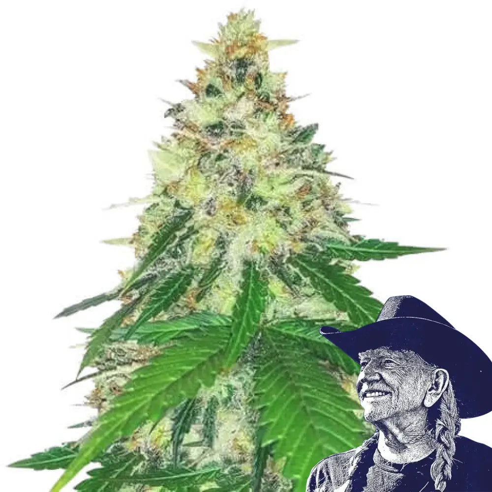 Apple Betty Auto