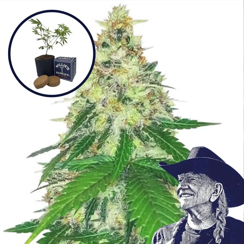 Apple Betty Grow Kit