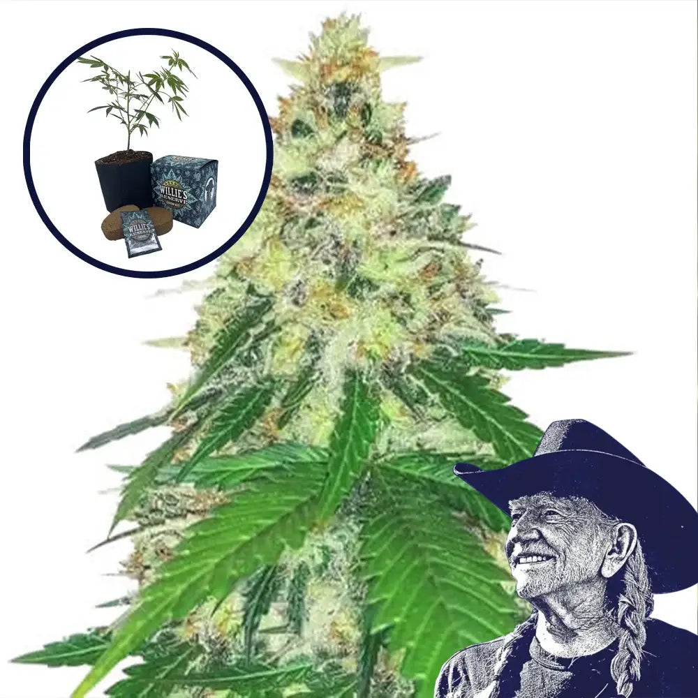 Apple Betty High Yield Grow Kit