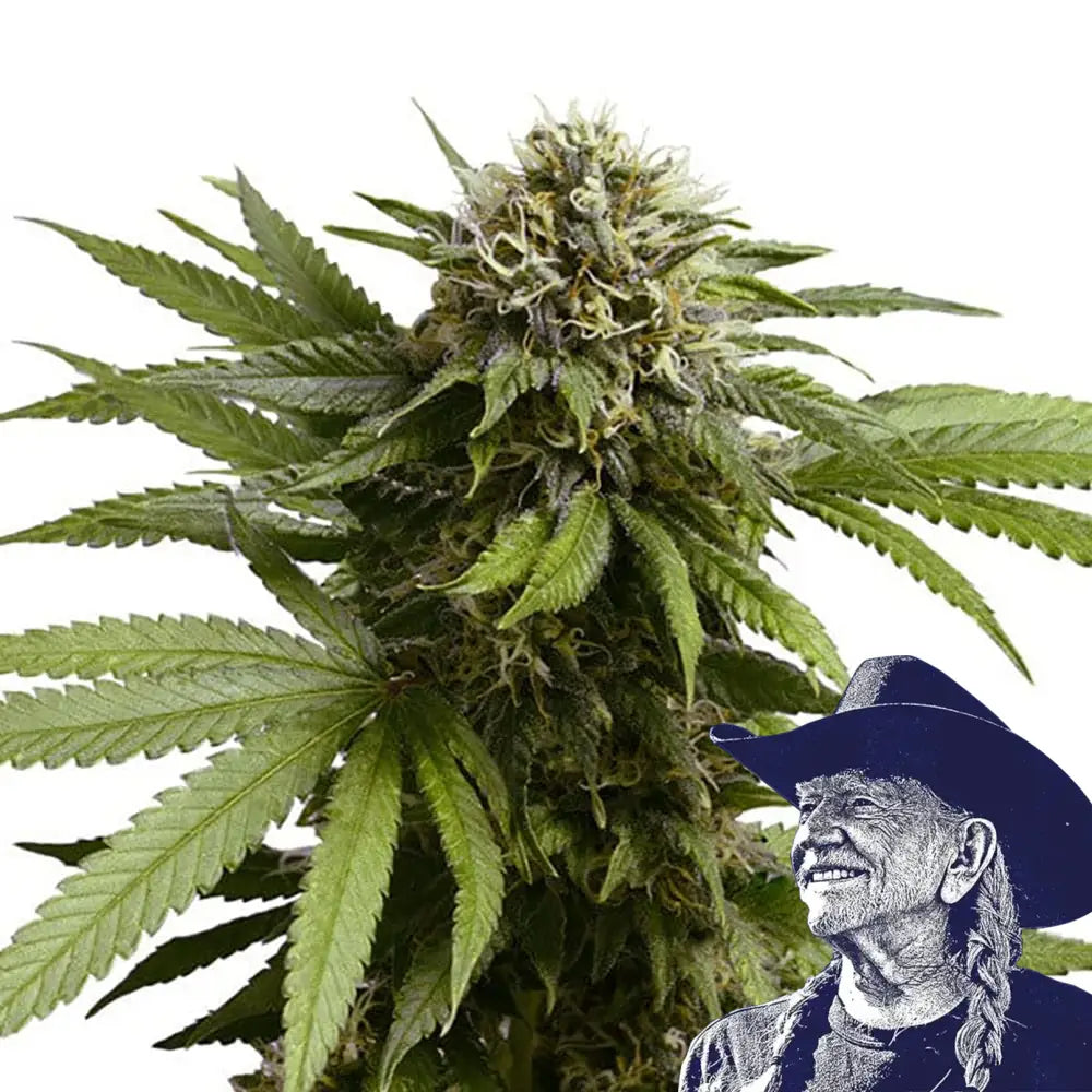 Apple Fritter Auto