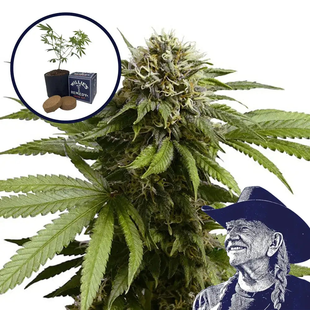 Apple Fritter Grow Kit