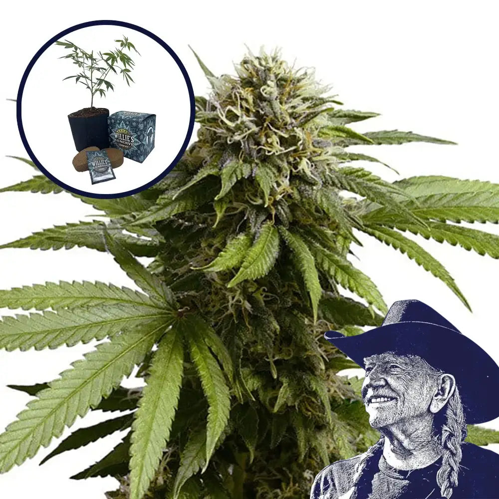 Apple Fritter High Yield Grow Kit