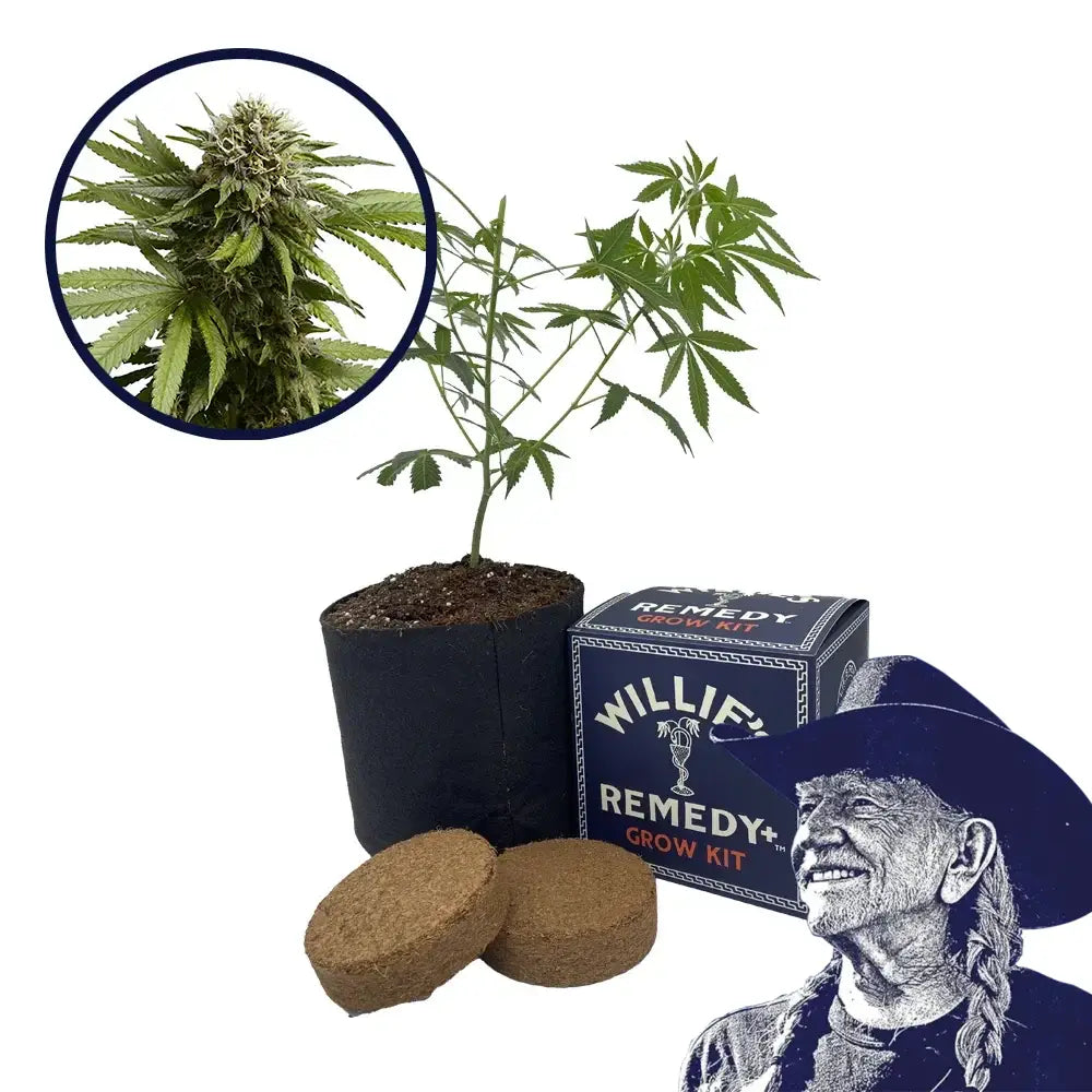 Apple Fritter Strain Grow Kit