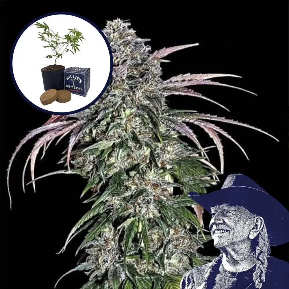 ATF (Alaskan Thunder Fuck) Grow Kit