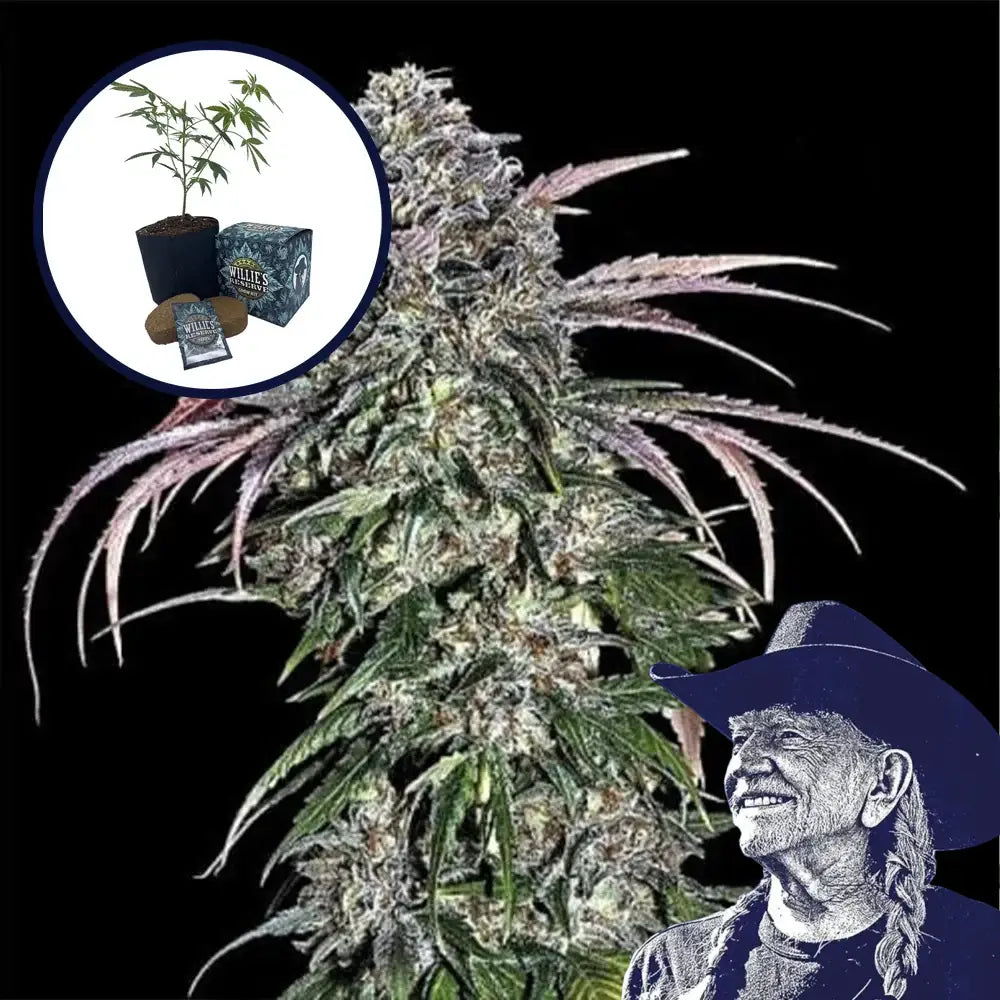 ATF (Alaskan Thunder Fuck) High Yield Grow Kit