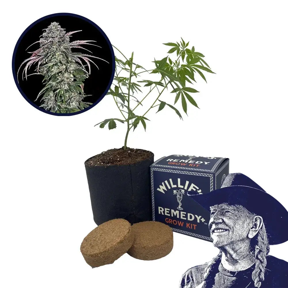 ATF (Alaskan Thunder Fuck) Strain Grow Kit