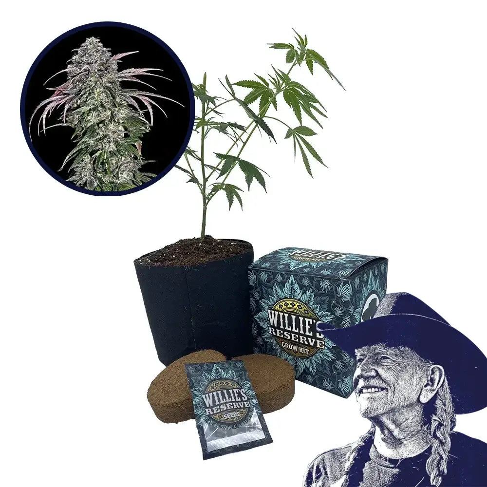 ATF (Alaskan Thunder Fuck) Strain High Yield Grow Kit