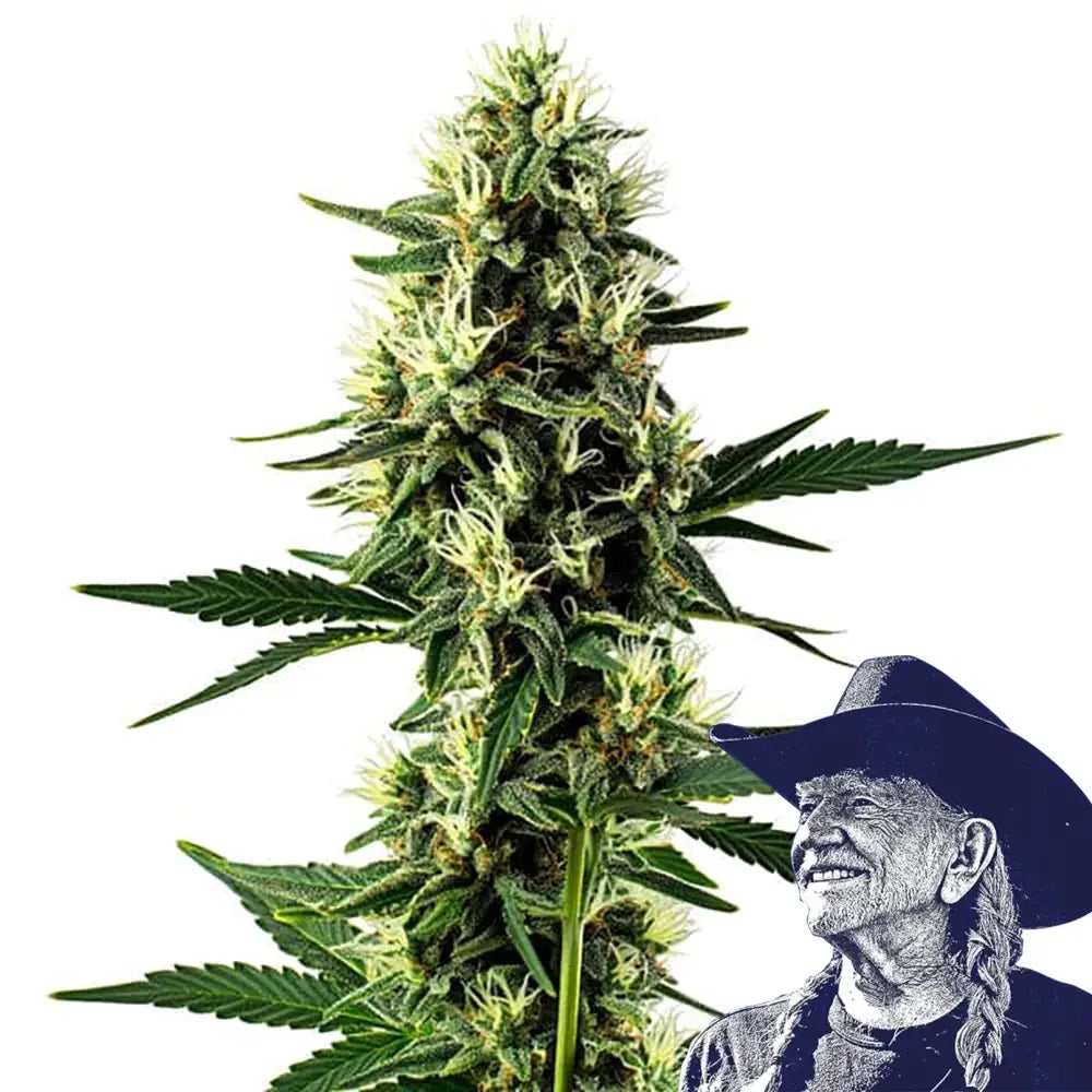 Aurora Indica Auto