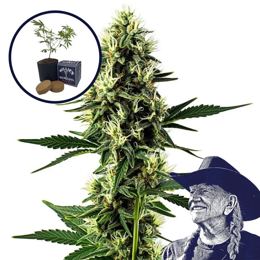 Aurora Indica Grow Kit