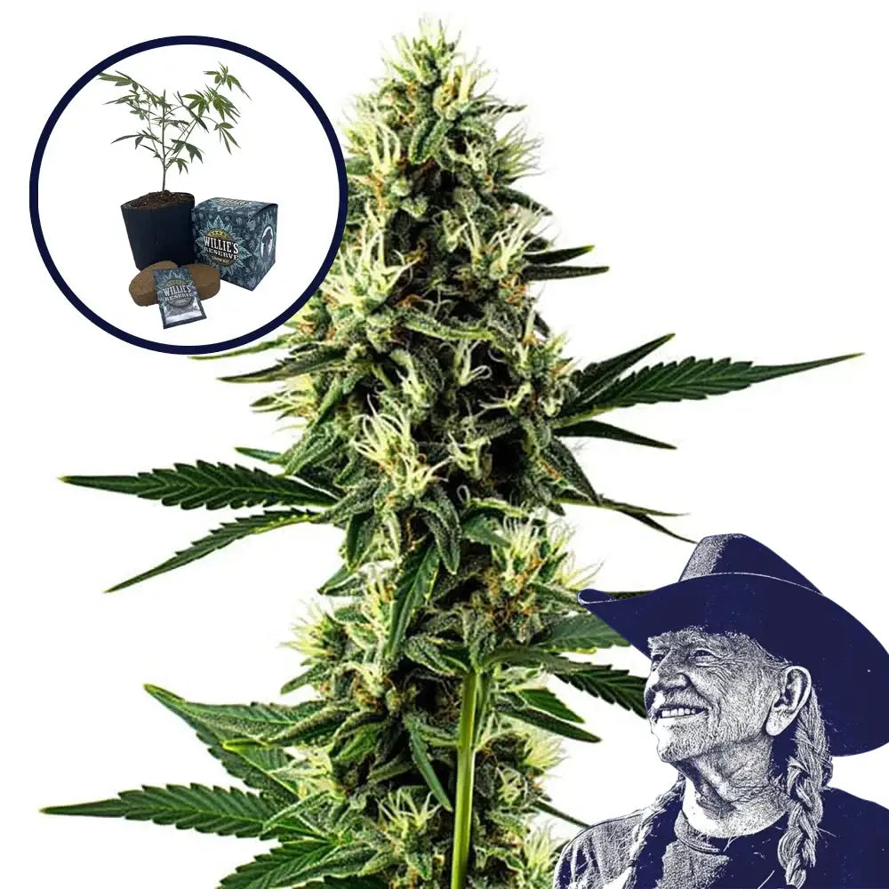 Aurora Indica High Yield Grow Kit