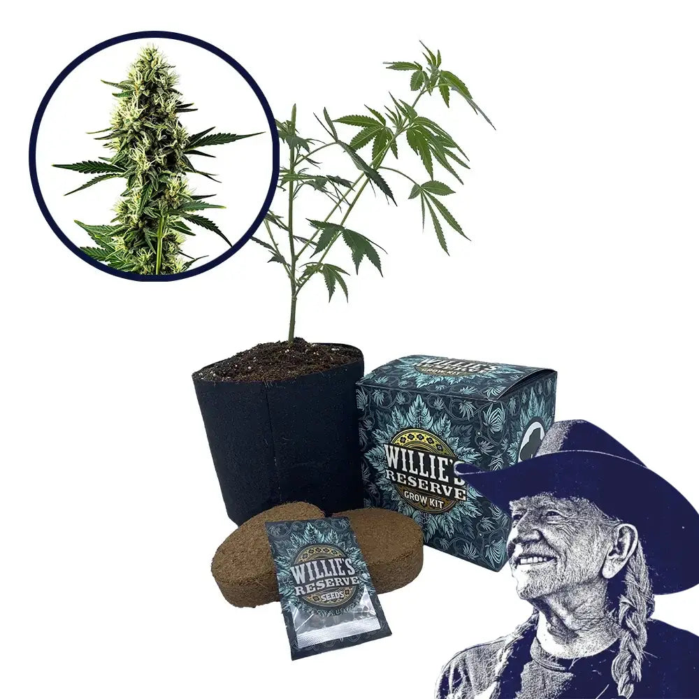 Aurora Indica Strain High Yield Grow Kit