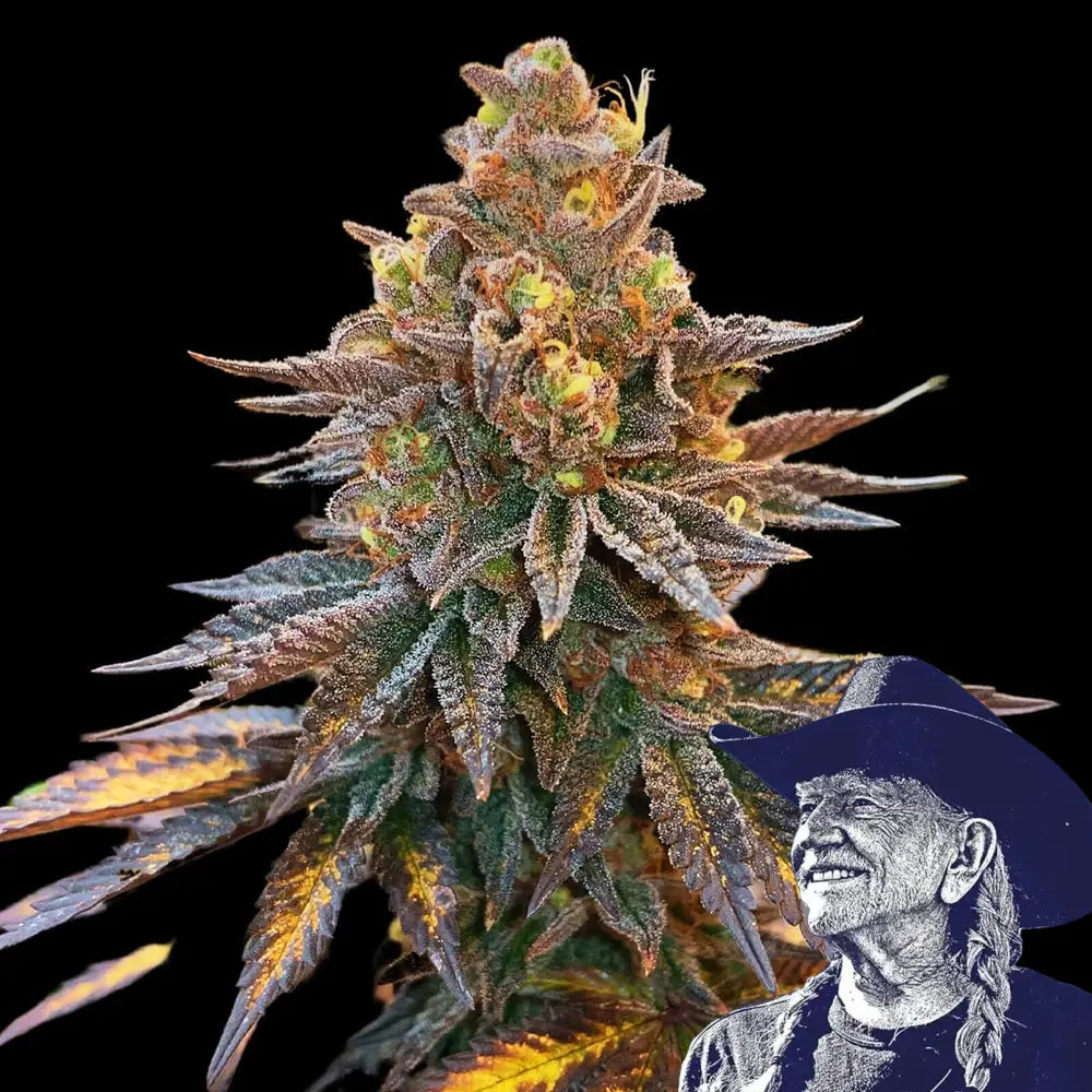 Banana Hammock Auto