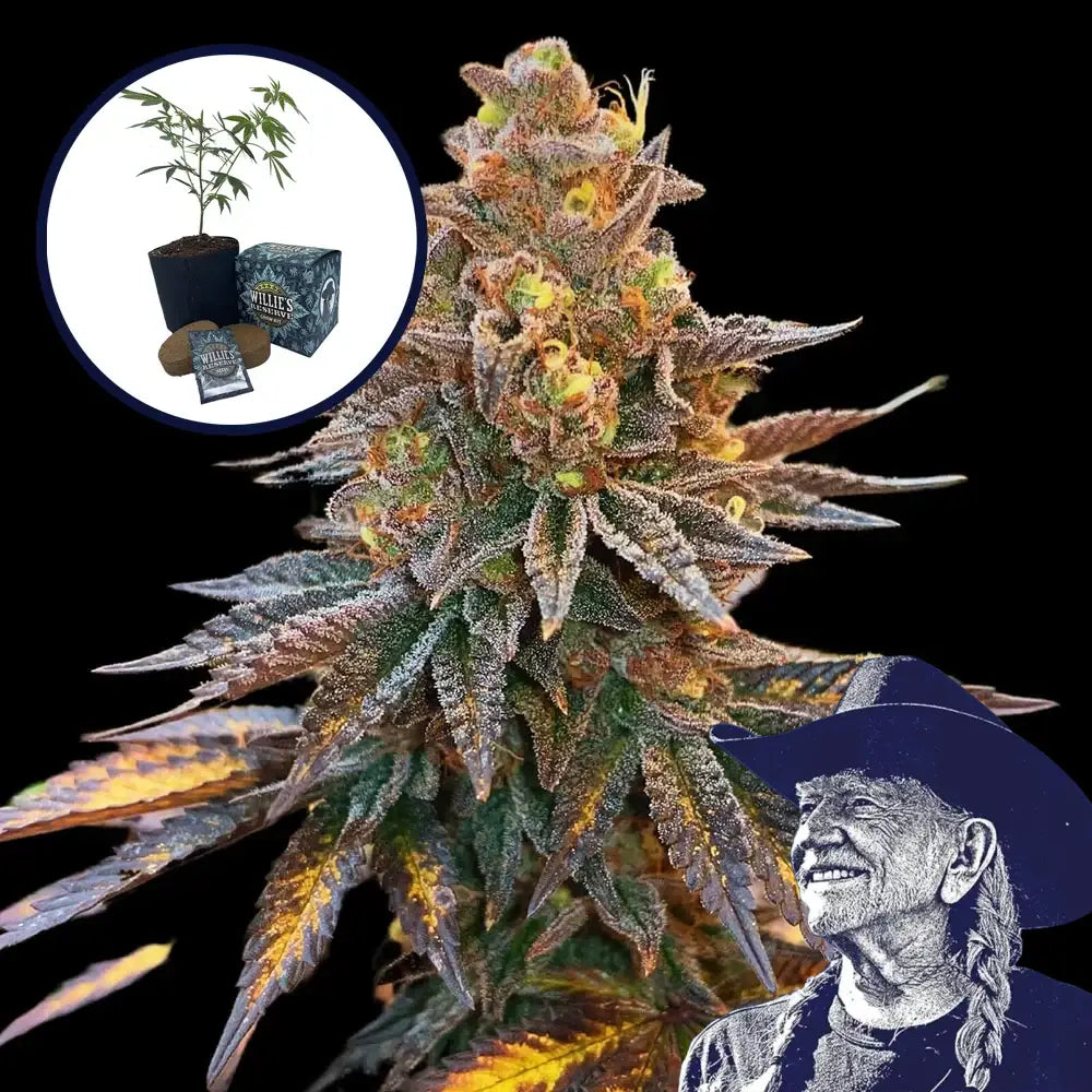 Banana Hammock High Yield Grow Kit