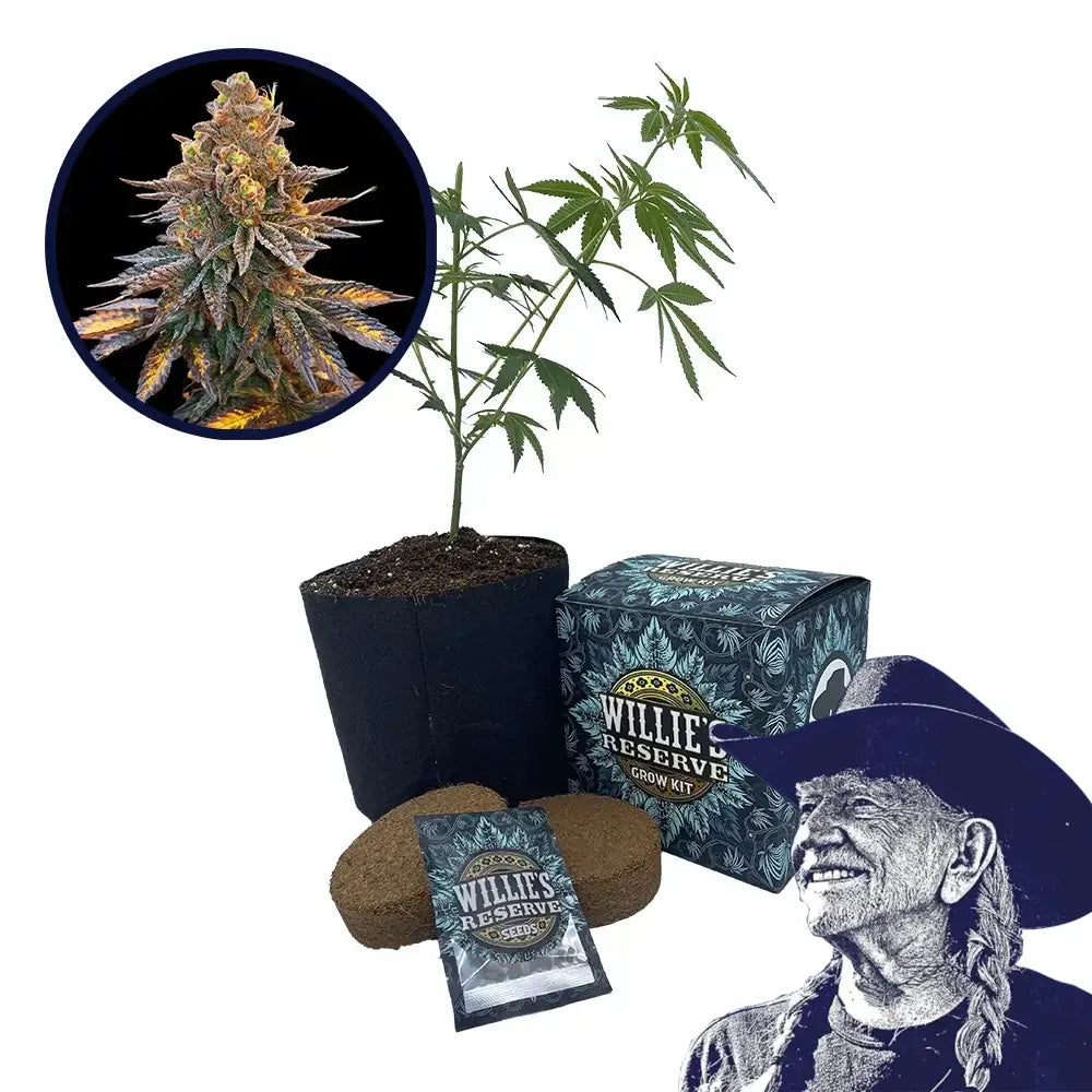 Banana Hammock Strain High Yield Grow Kit