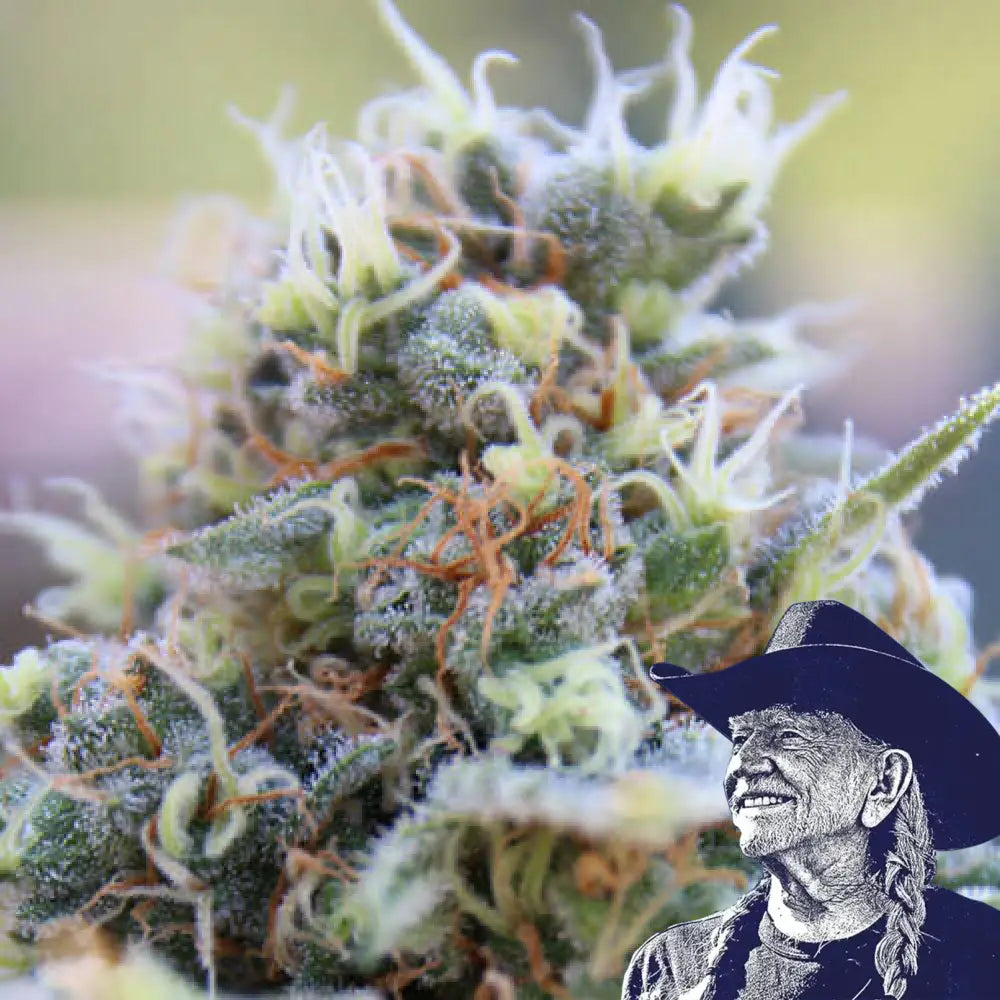 Banana Kush Auto