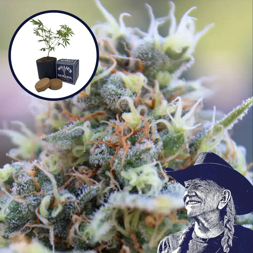 Banana Kush Grow Kit