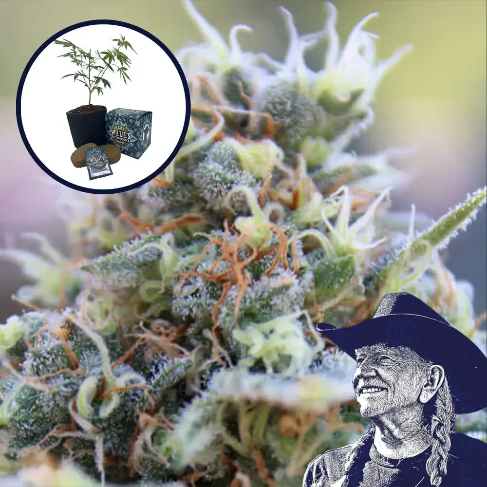 Banana Kush High Yield Grow Kit