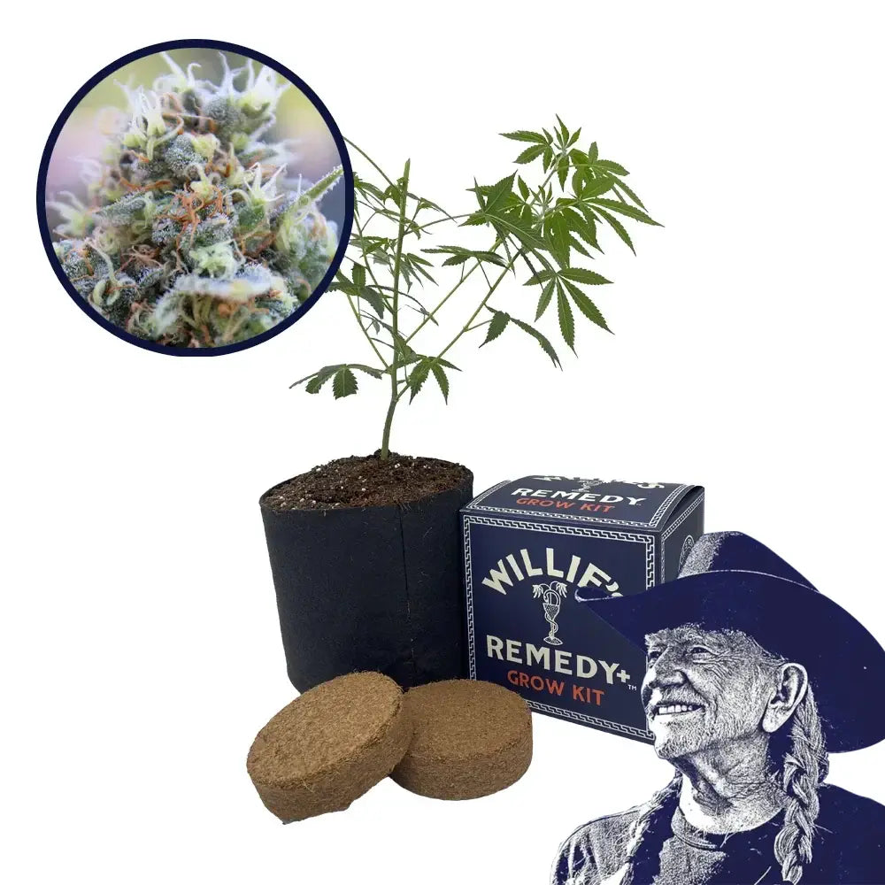 Banana Kush Strain Grow Kit