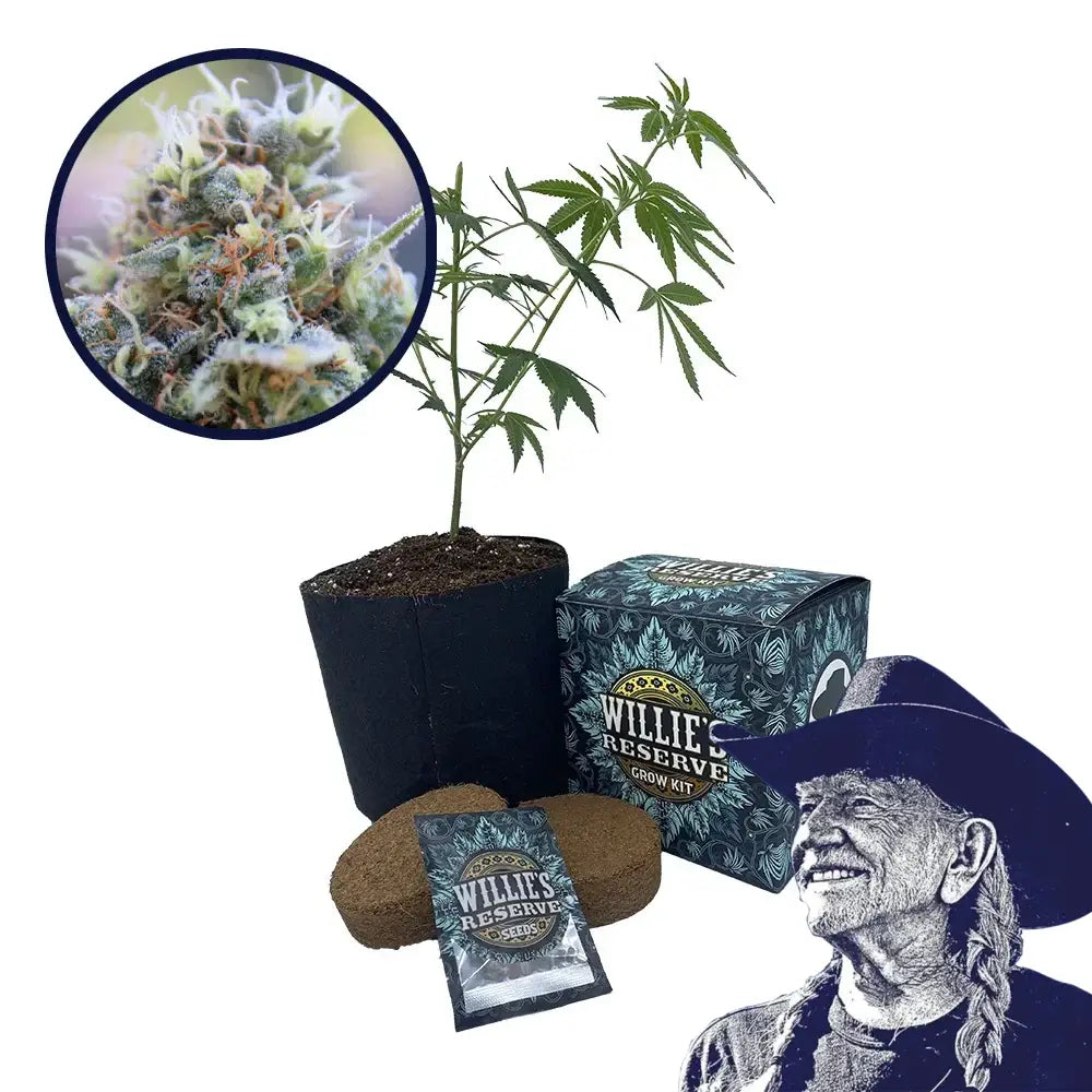 Banana Kush Strain High Yield Grow Kit