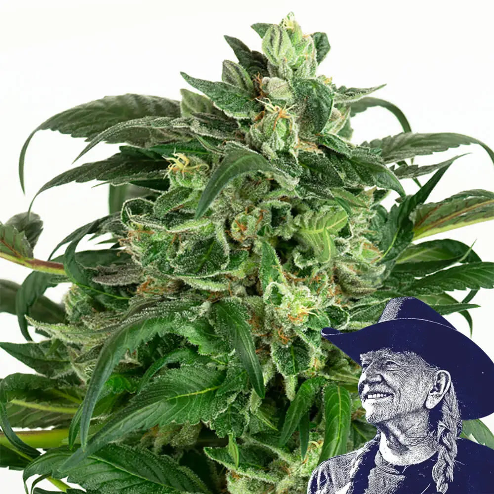 Banana OG Auto