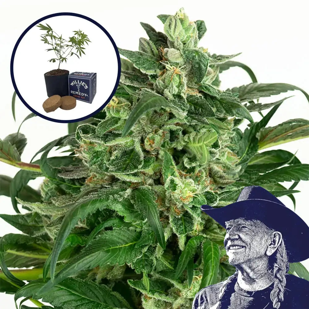 Banana OG Grow Kit