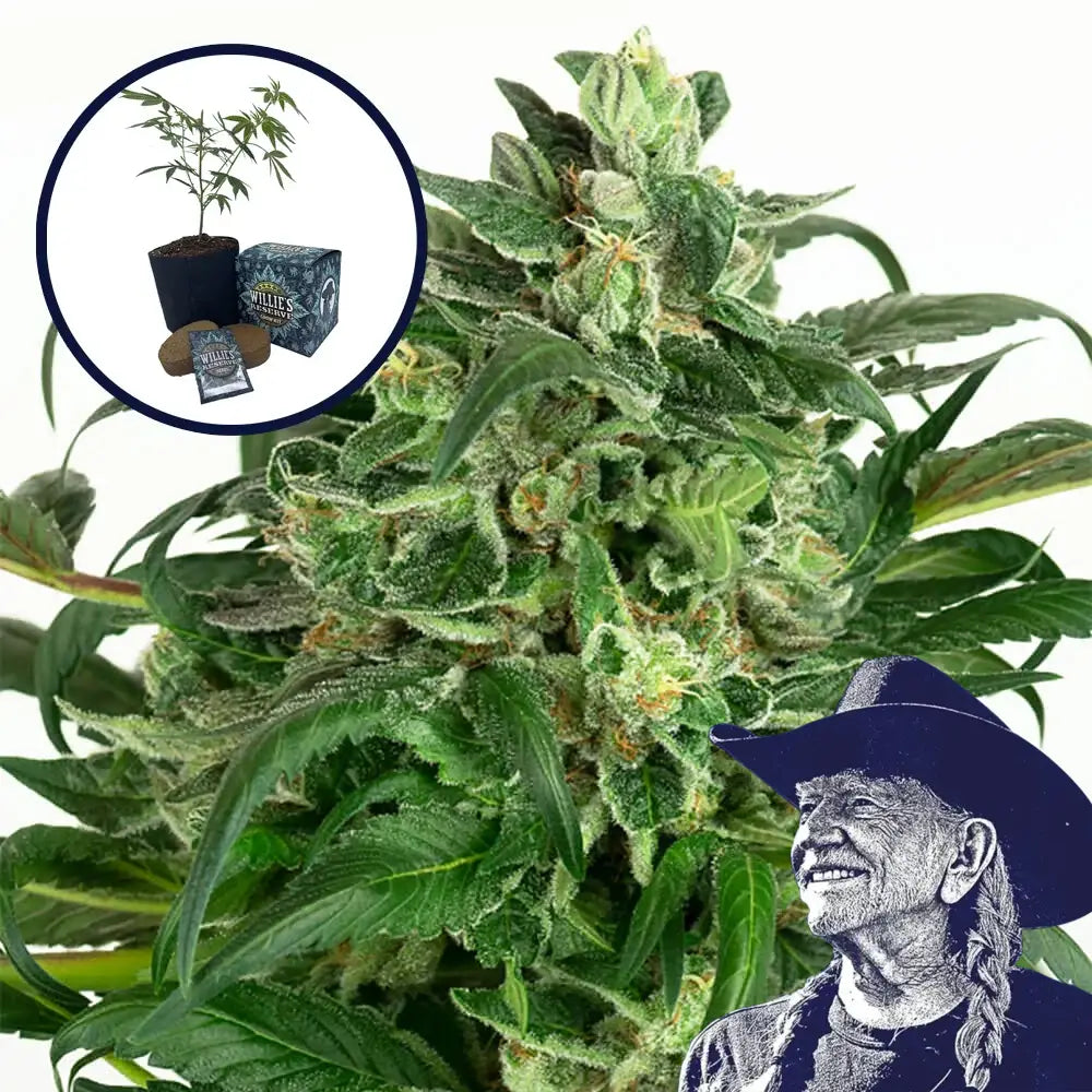 Banana OG High Yield Grow Kit