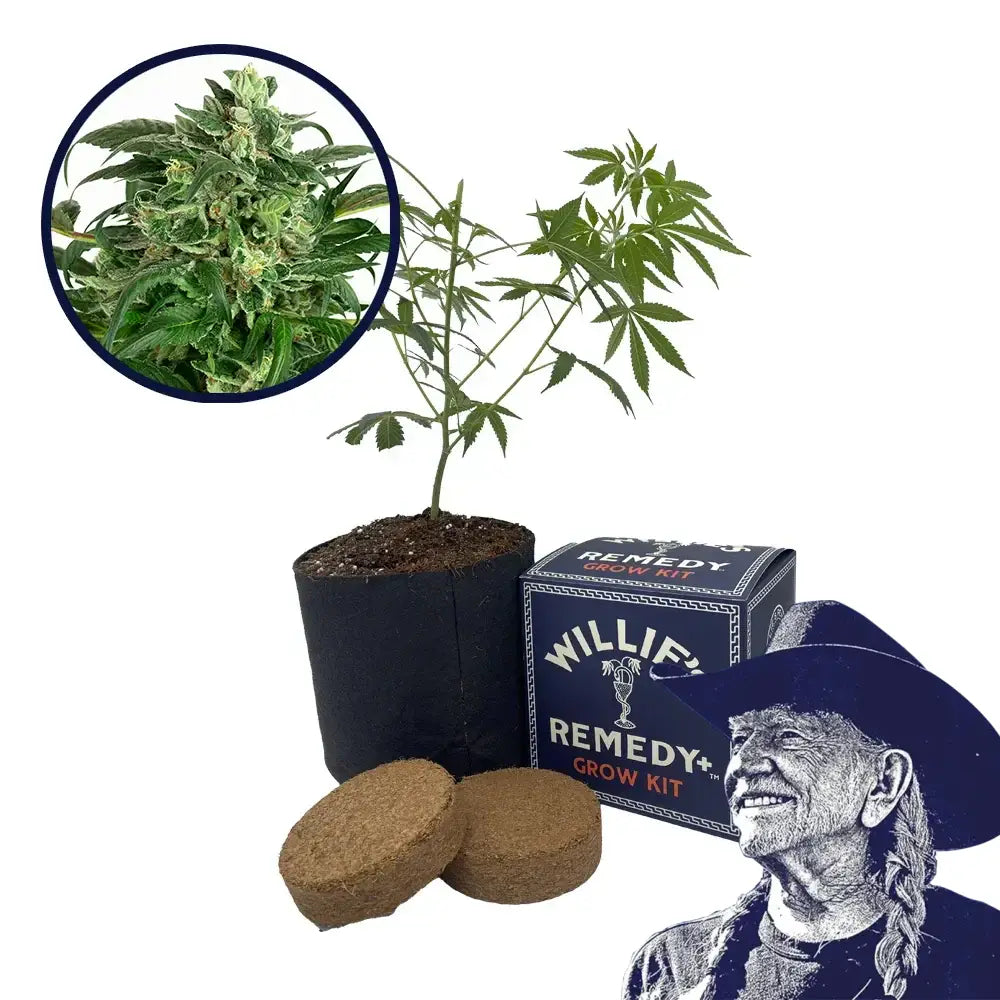Banana OG Strain Grow Kit