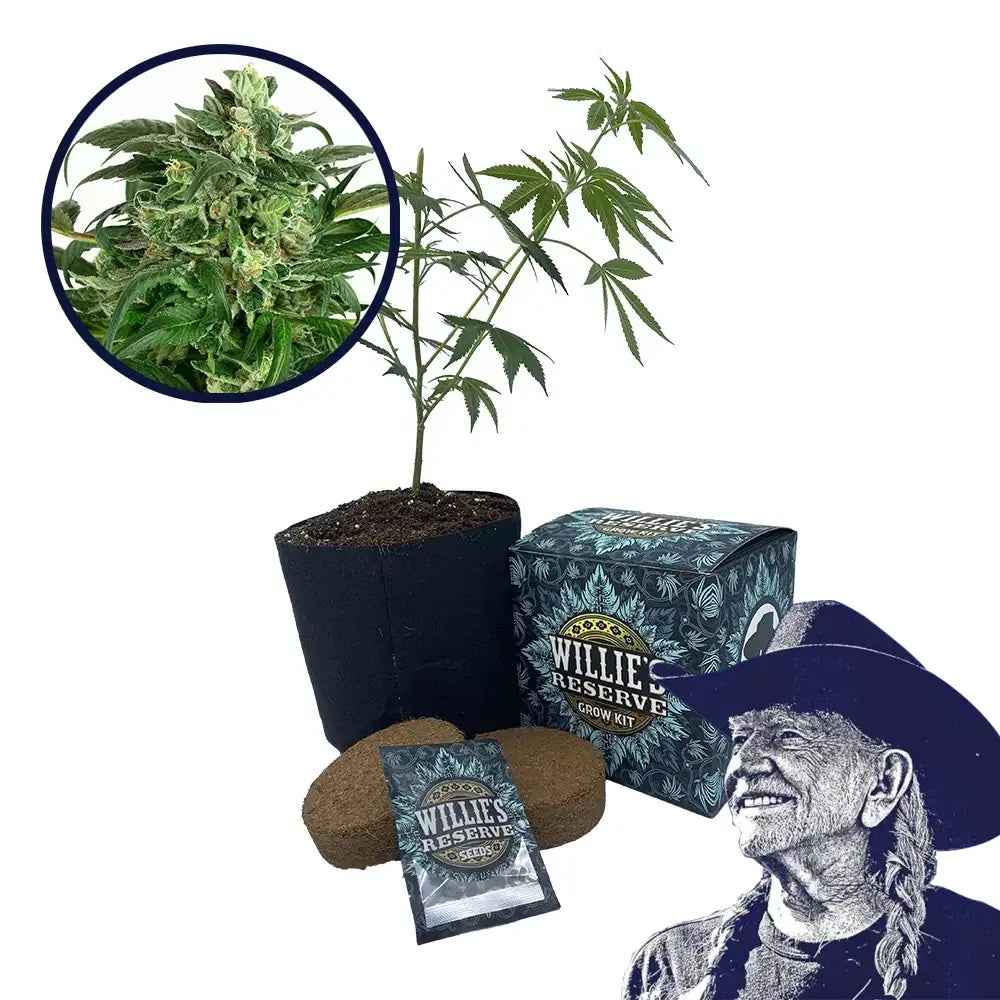 Banana OG Strain High Yield Grow Kit