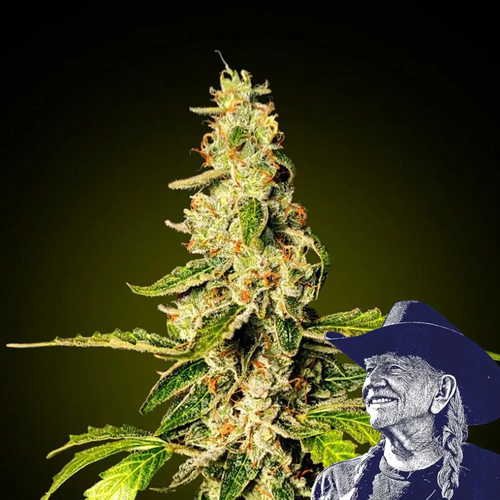 Banana Punch Auto