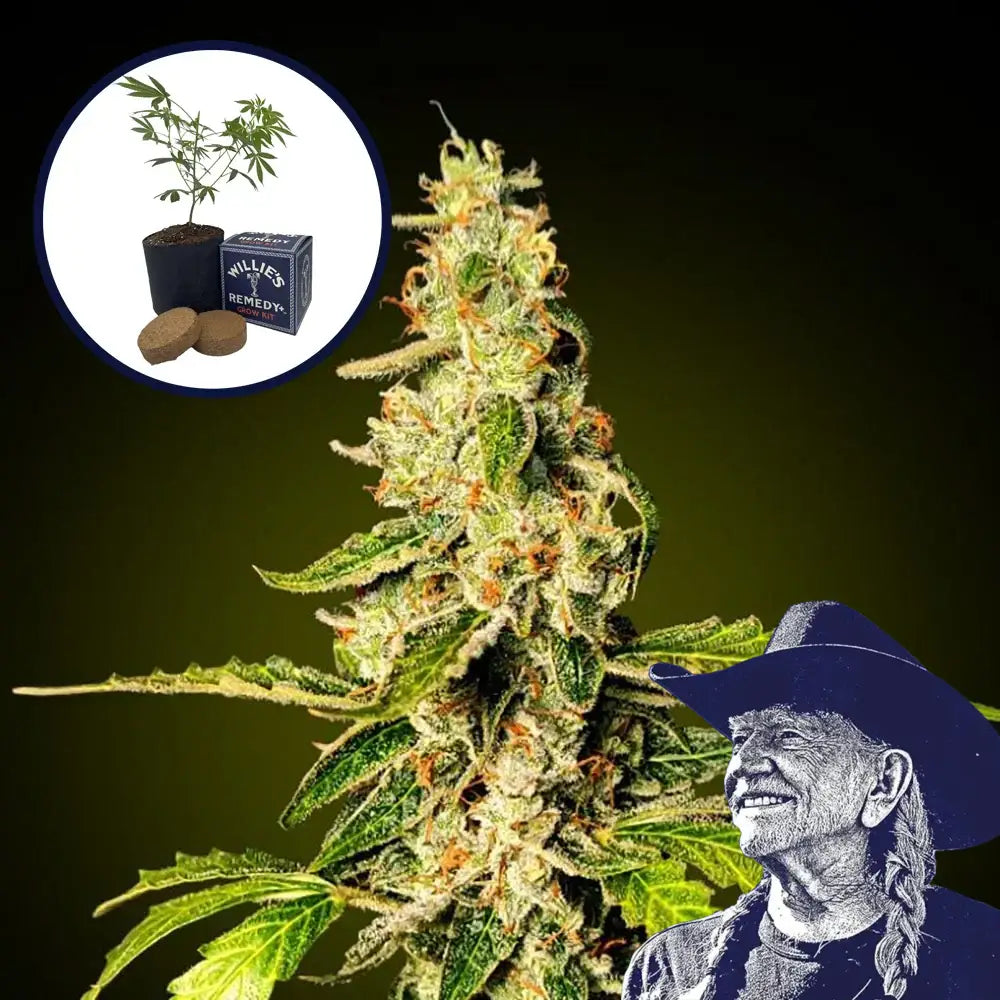 Banana Punch Grow Kit