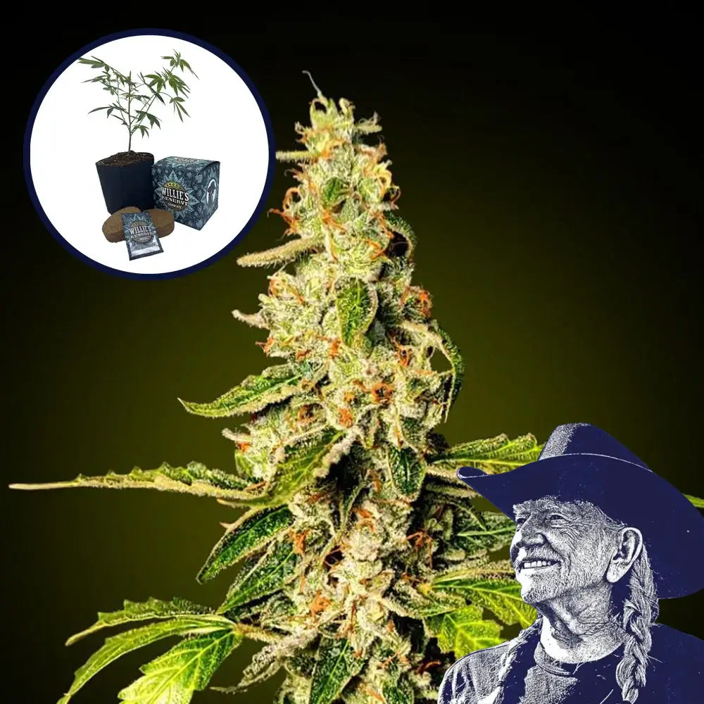 Banana Punch High Yield Grow Kit