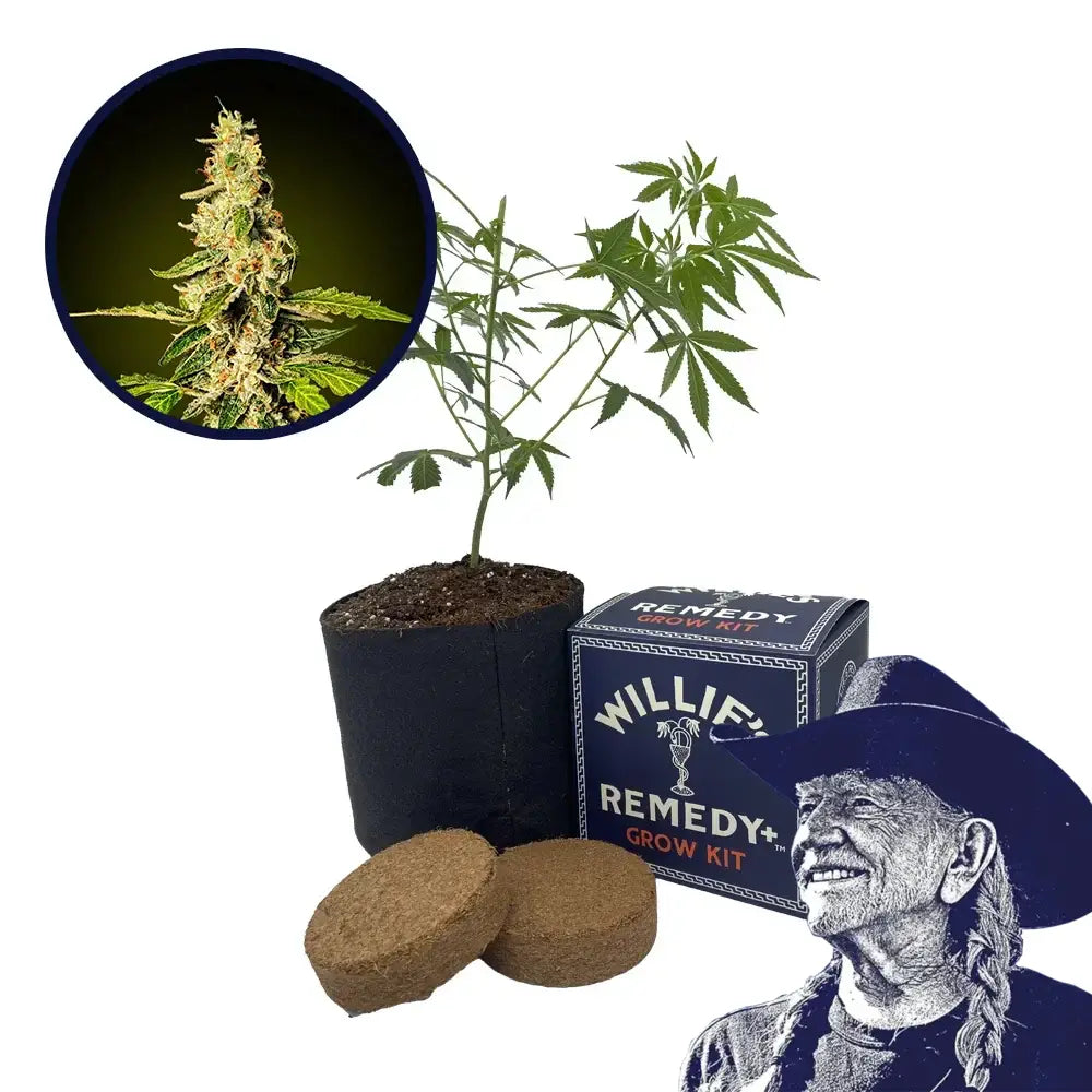 Banana Punch Strain Grow Kit