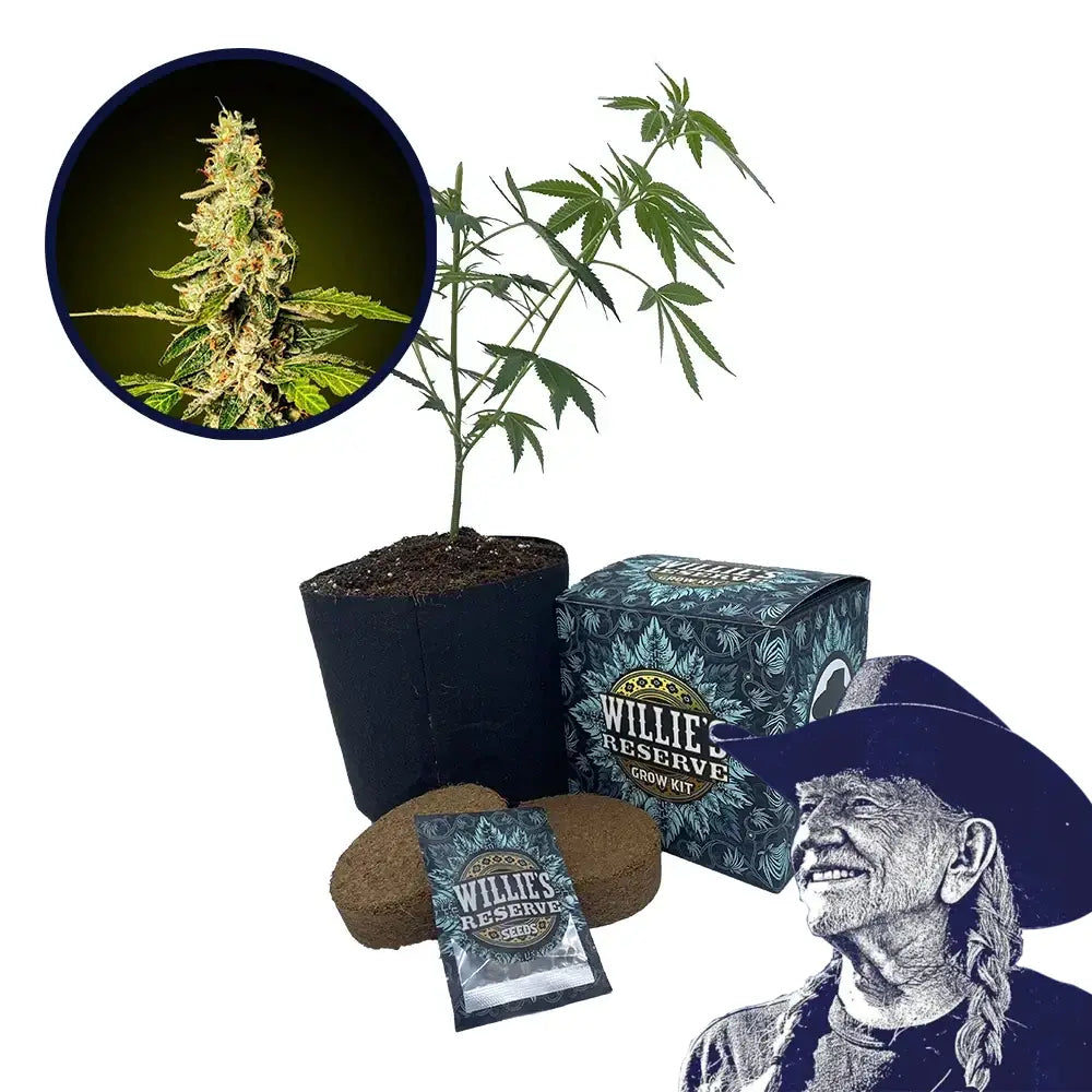 Banana Punch Strain High Yield Grow Kit